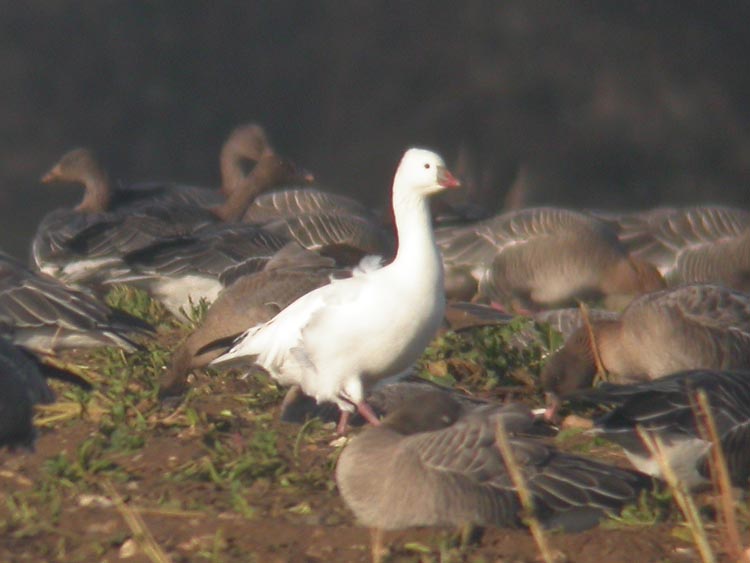 Ross's Goose